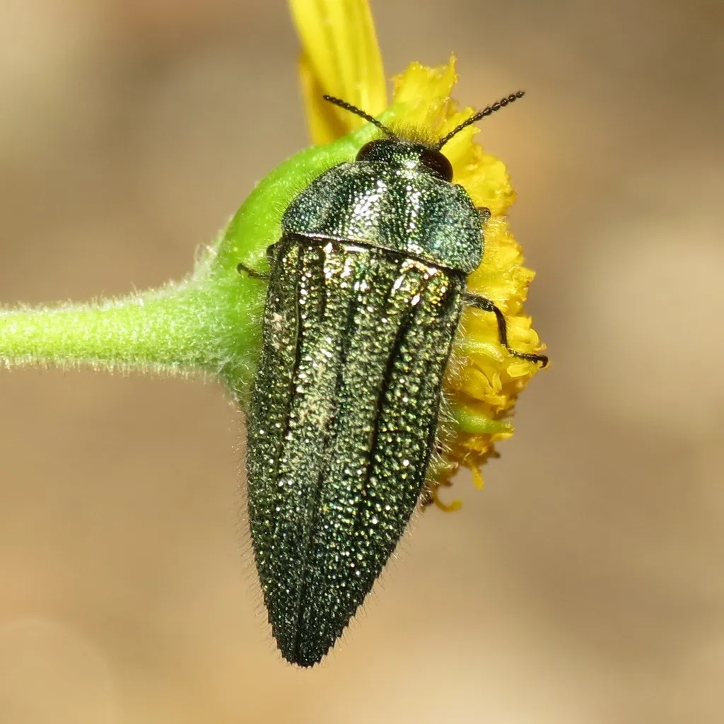 Acmaeodera resplendens - photo 2