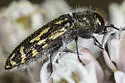 Acmaeodera retifera - photo 2