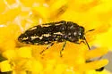 Acmaeodera retifera - photo 3