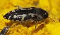 Acmaeodera retifera - photo 4