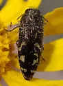 Acmaeodera retifera - photo 5