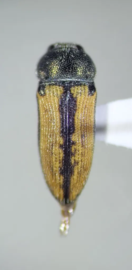Acmaeodera riograndei - Acmaeodera riograndei