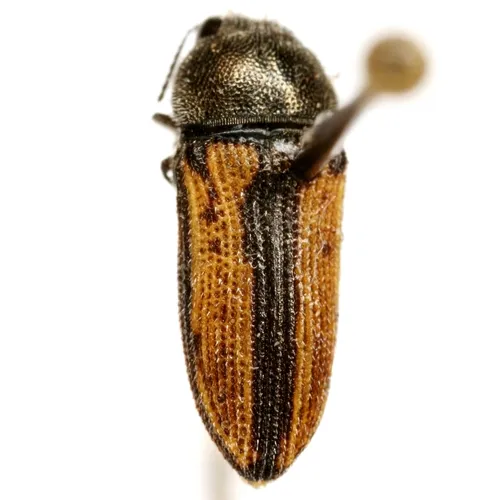 Acmaeodera riograndei - photo 2