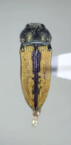 Acmaeodera riograndei - photo 3