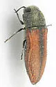 Acmaeodera robigo - Acmaeodera robigo