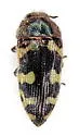 Acmaeodera robusta - Acmaeodera robusta
