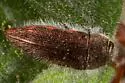 Acmaeodera rubrocuprea - photo 2