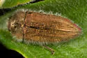 Acmaeodera rubrocuprea - photo 3