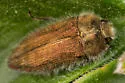 Acmaeodera rubrocuprea - photo 4