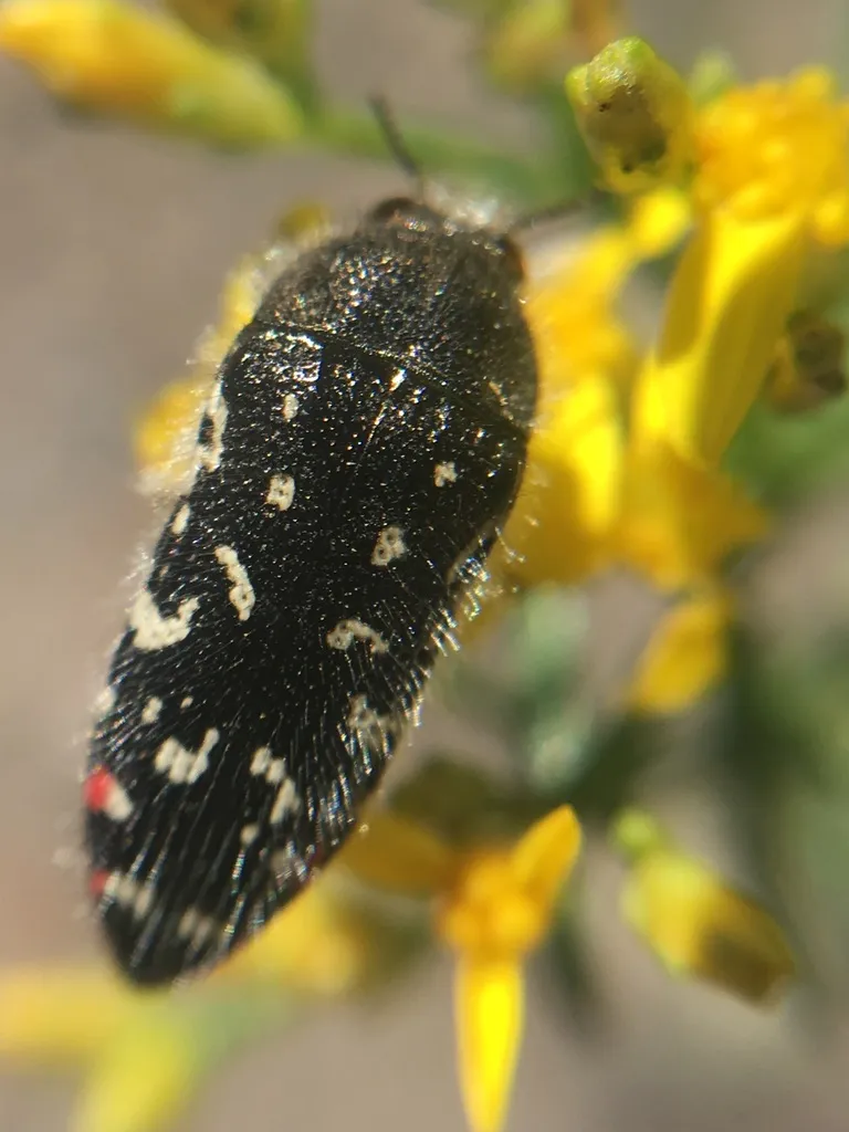 Acmaeodera rubronotata - photo 2