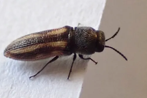 Acmaeodera sabinae - photo 2
