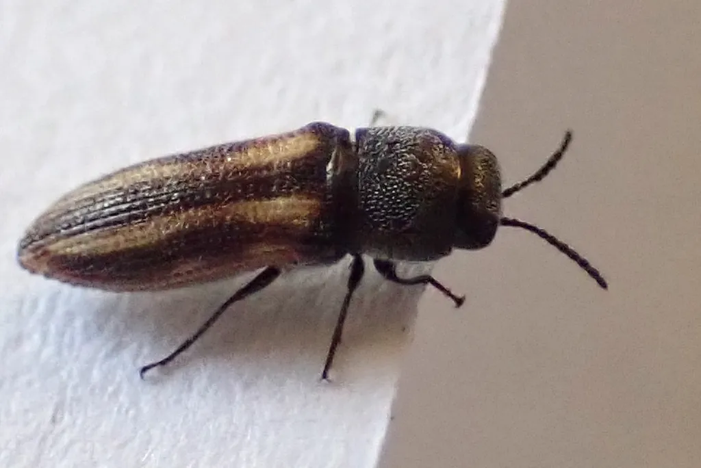 Acmaeodera sabinae - photo 3