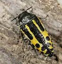 Acmaeodera scalaris - Acmaeodera scalaris