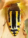 Acmaeodera scalaris - photo 2