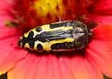 Acmaeodera scalaris - photo 3