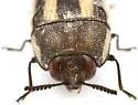 Acmaeodera scalaris - photo 4