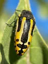Acmaeodera scalaris - photo 5