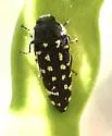 Acmaeodera serena - Acmaeodera serena