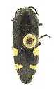 Acmaeodera simulata - Acmaeodera simulata