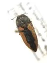 Acmaeodera sinuata - photo 3