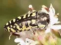 Acmaeodera solitaria