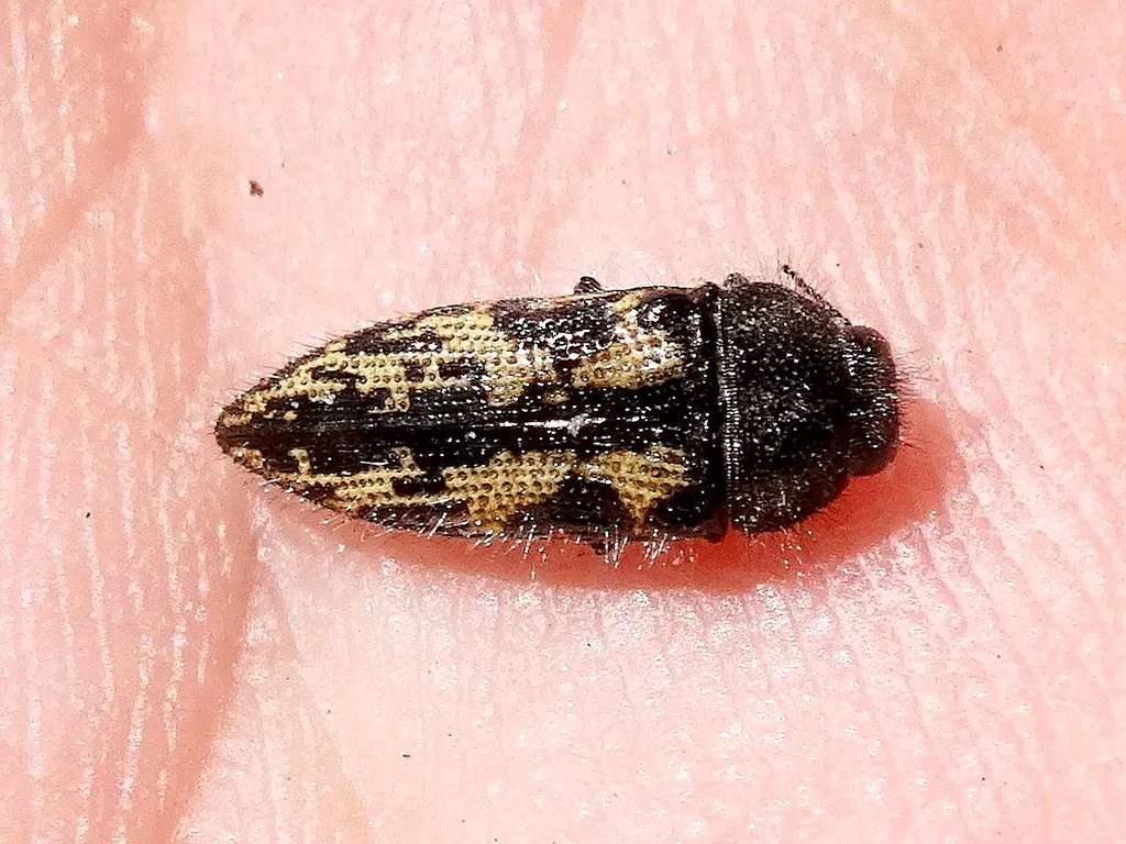 Acmaeodera sphaeralceae - photo 2