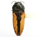 Acmaeodera starrae - photo 2
