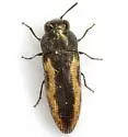 Acmaeodera starrae - photo 5
