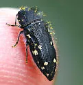 Acmaeodera tenebricosa - photo 2