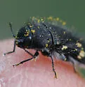 Acmaeodera tenebricosa - photo 3