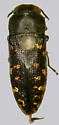 Acmaeodera texana - photo 3