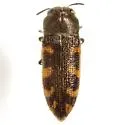 Acmaeodera texana - photo 4