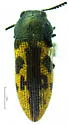 Acmaeodera tildenorum - Acmaeodera tildenorum
