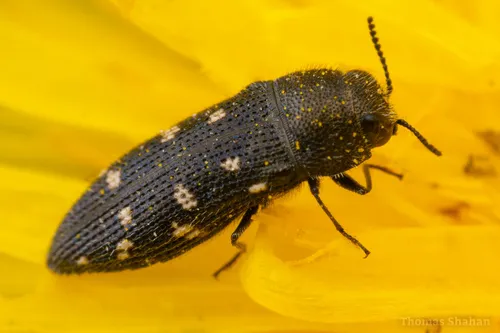 Acmaeodera tubulus