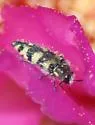 Acmaeodera tuta - photo 2