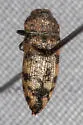 Acmaeodera tuta - photo 3