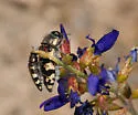 Acmaeodera tuta - photo 5