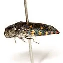 Acmaeodera uvaldensis - photo 2