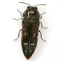 Acmaeodera uvaldensis - photo 3