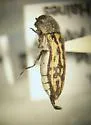 Acmaeodera vanduzeei - photo 2