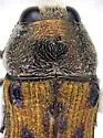 Acmaeodera vanduzeei - photo 4