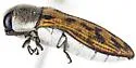 Acmaeodera vanduzeei - photo 5