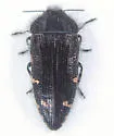 Acmaeodera vandykei