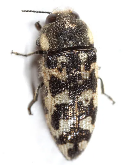 Acmaeodera variegata - photo 2