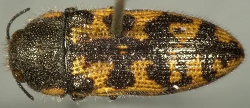 Acmaeodera variegata - photo 3