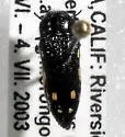 Acmaeodera verityi - Acmaeodera verityi