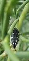 Acmaeodera verityi - photo 2