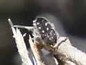 Acmaeodera verityi - photo 4