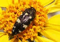 Acmaeodera vernalis - photo 3