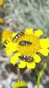 Acmaeodera vernalis - photo 4